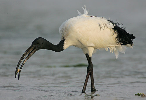 African sacred ibis